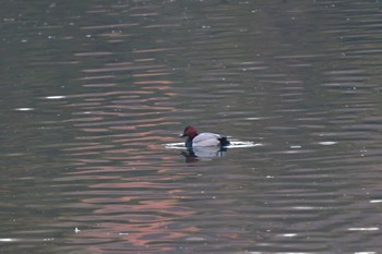 ホシハジロ 長浜公園 2024年2月1日(木)