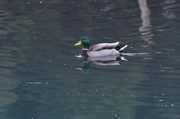 マガモ 長浜公園 2024年2月1日(木)