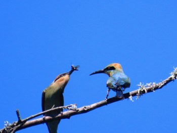 Rainbow Bee-eater Penrith, NSW, Australia Sun, 1/21/2024