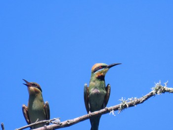 Rainbow Bee-eater Penrith, NSW, Australia Sun, 1/21/2024
