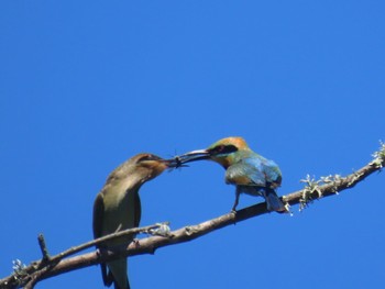 Rainbow Bee-eater Penrith, NSW, Australia Sun, 1/21/2024