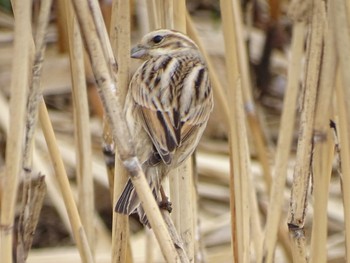 2024年2月2日(金) 境川遊水地公園の野鳥観察記録