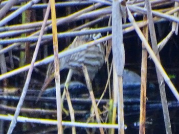 Yellow Bittern 境川遊水地公園 Fri, 2/2/2024