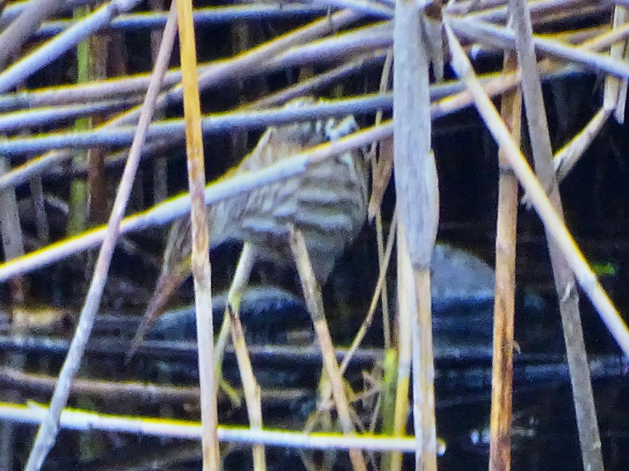 Photo of Yellow Bittern at 境川遊水地公園 by KAWASEMIぴー