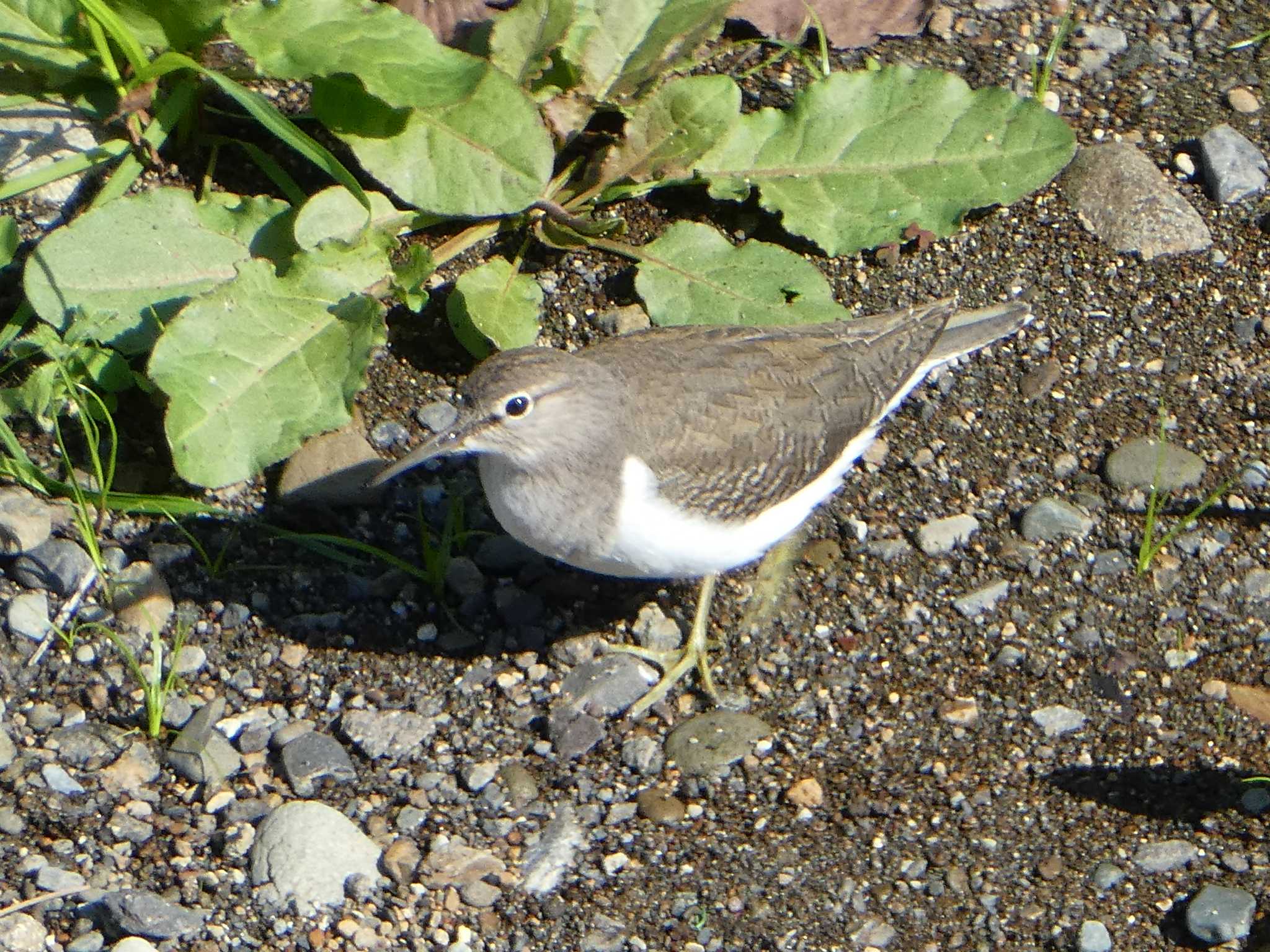 Common Sandpiper