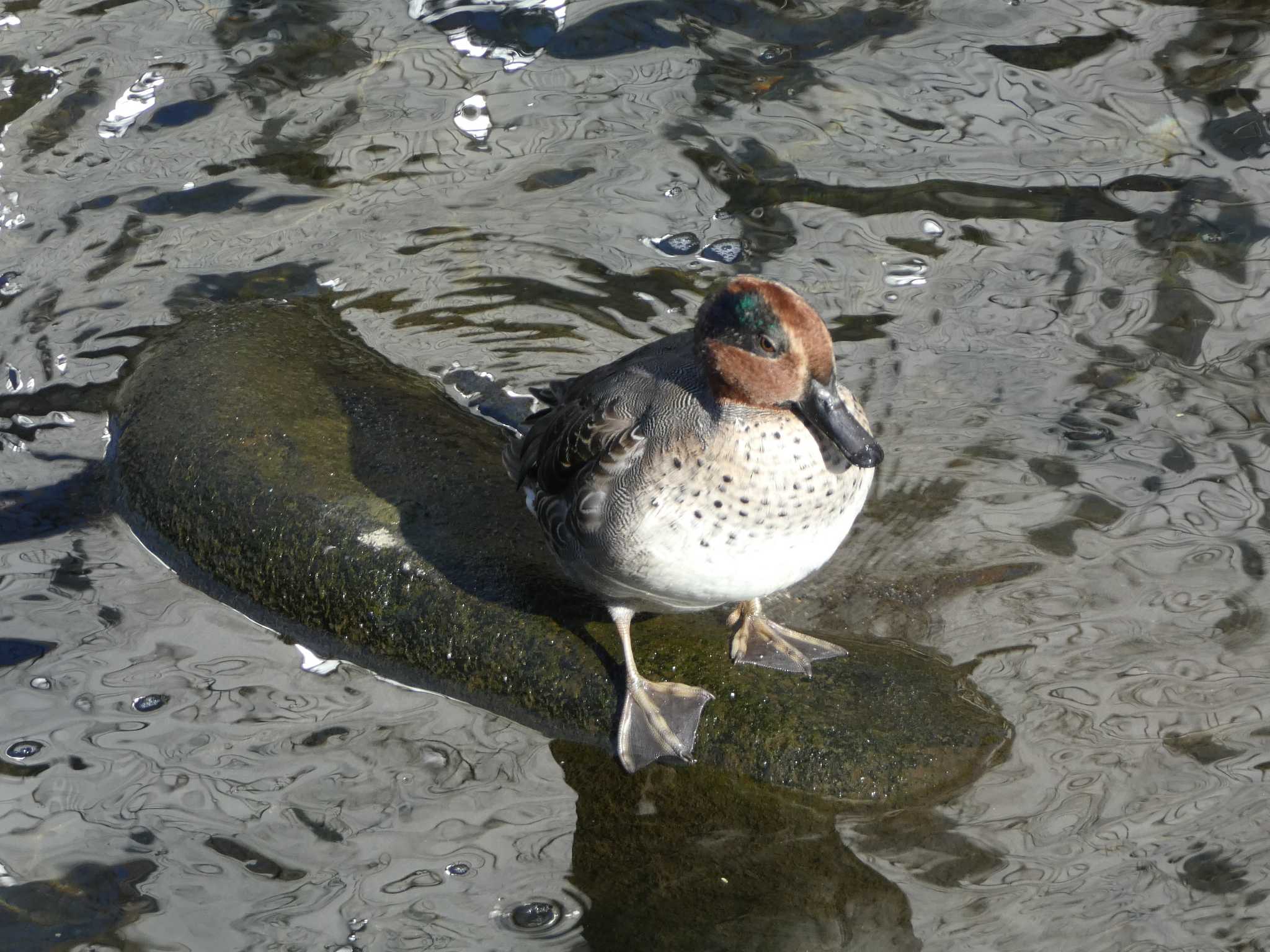 Eurasian Teal