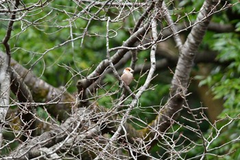 Hawfinch Yatoyama Park Fri, 2/2/2024