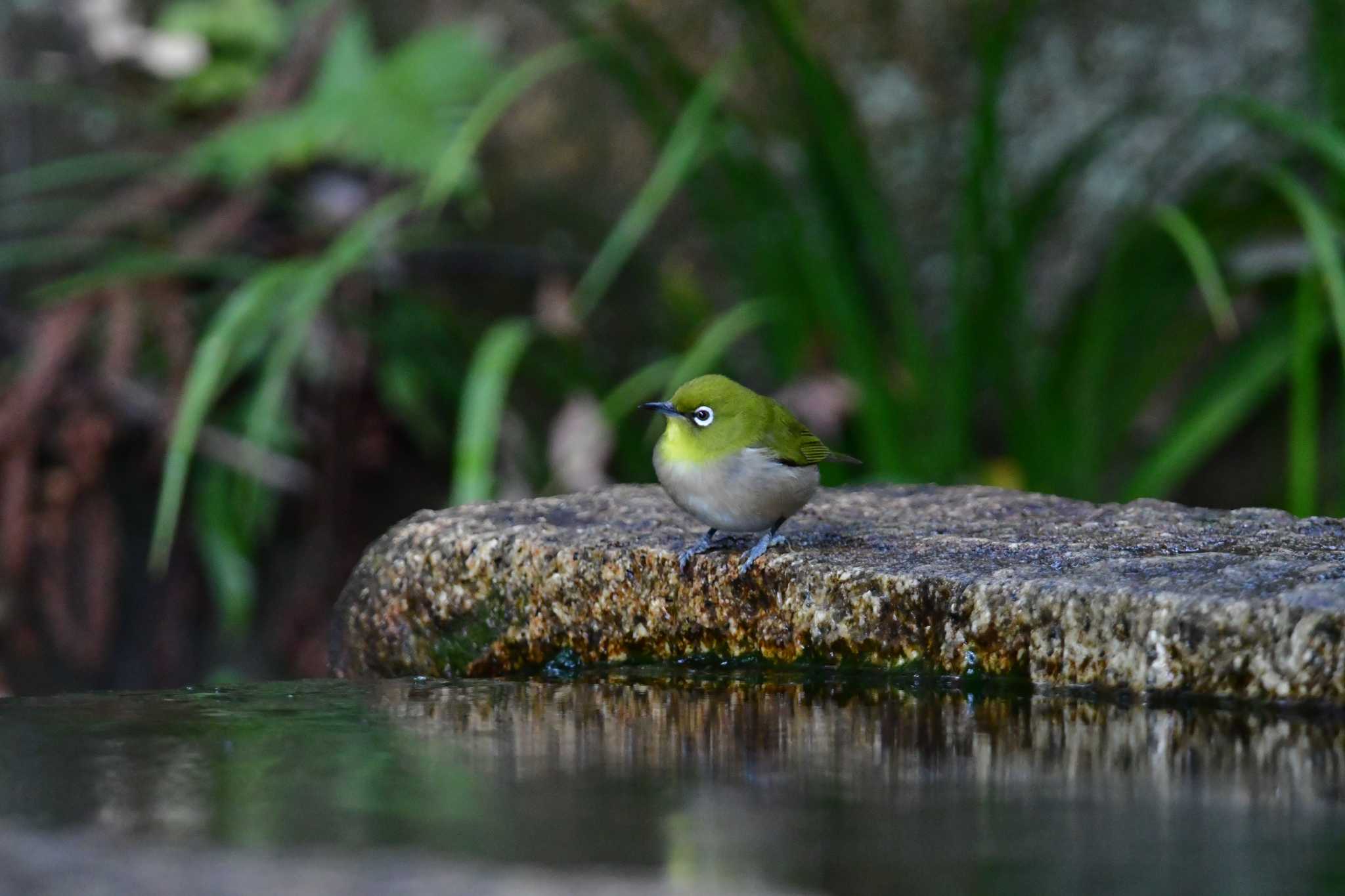 Photo of Warbling White-eye at Yatoyama Park by seigo0814