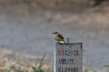 Daurian Redstart Yatoyama Park Fri, 2/2/2024