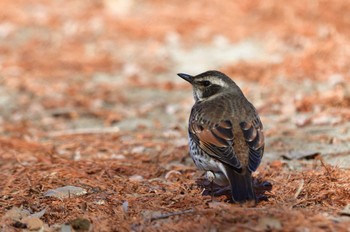 Dusky Thrush さいたま市 Mon, 1/8/2024