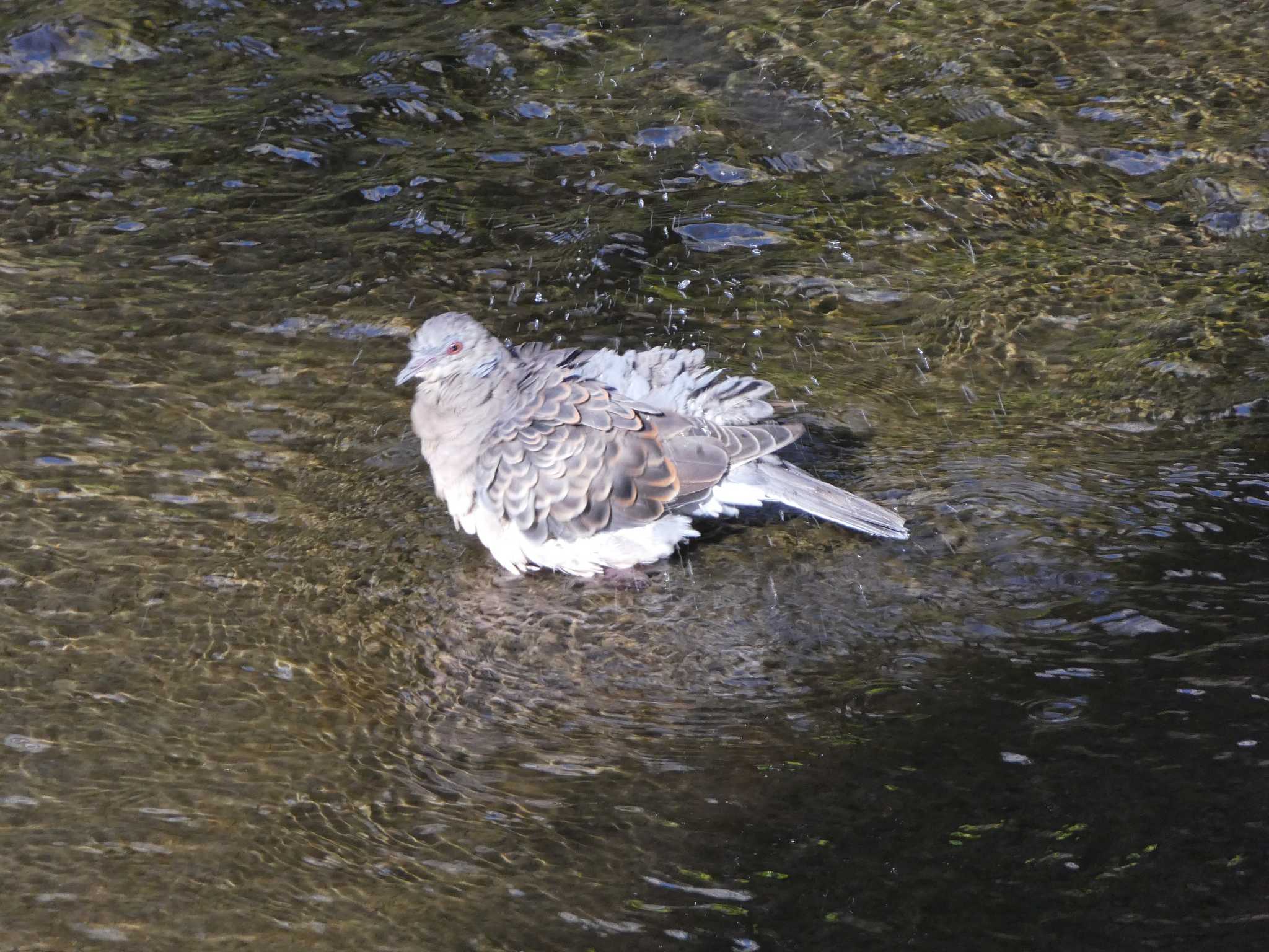 Oriental Turtle Dove