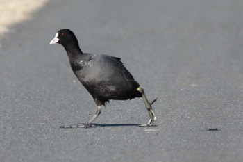 Eurasian Coot North Inba Swamp Wed, 1/31/2024