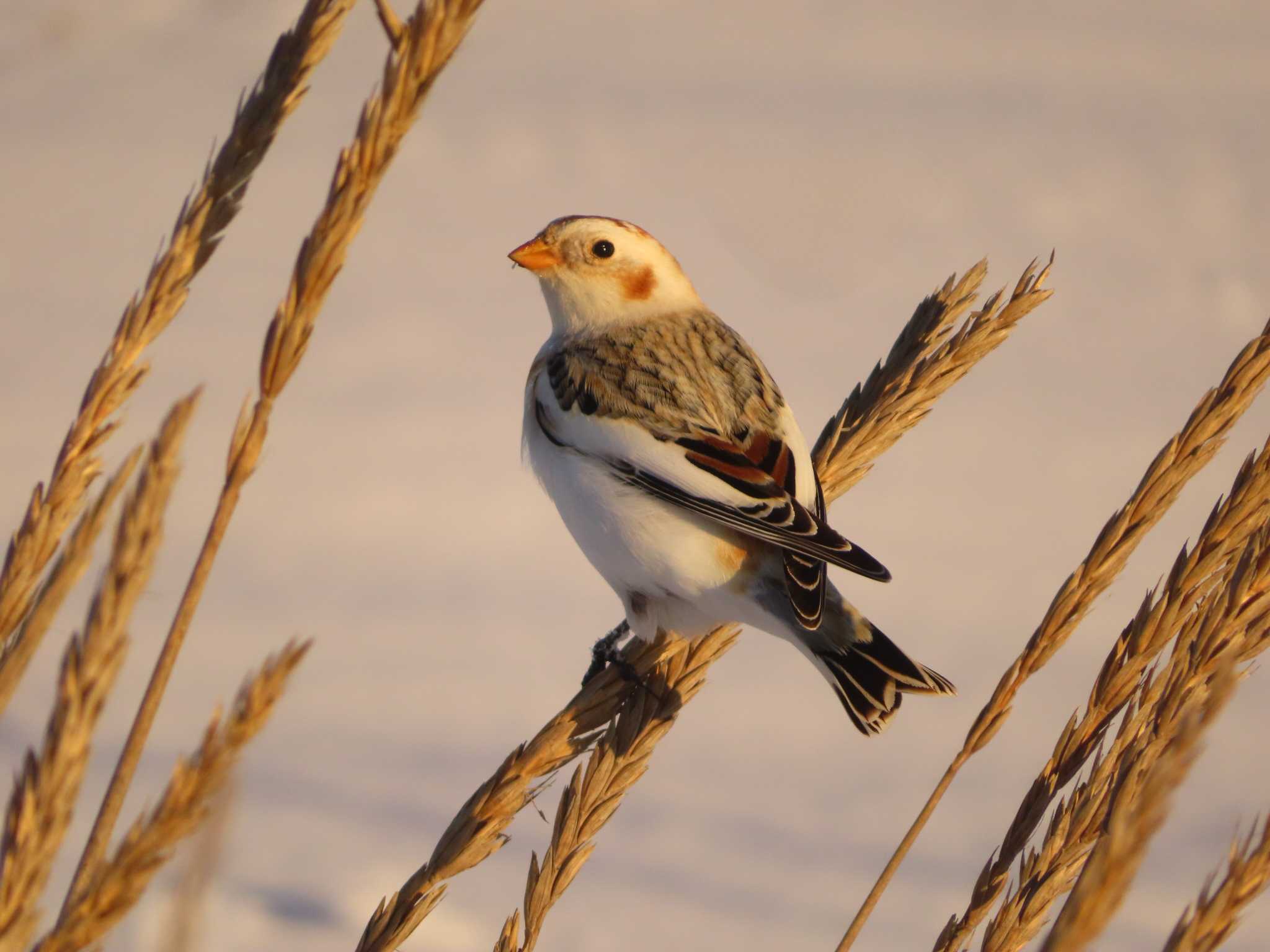 Snow Bunting