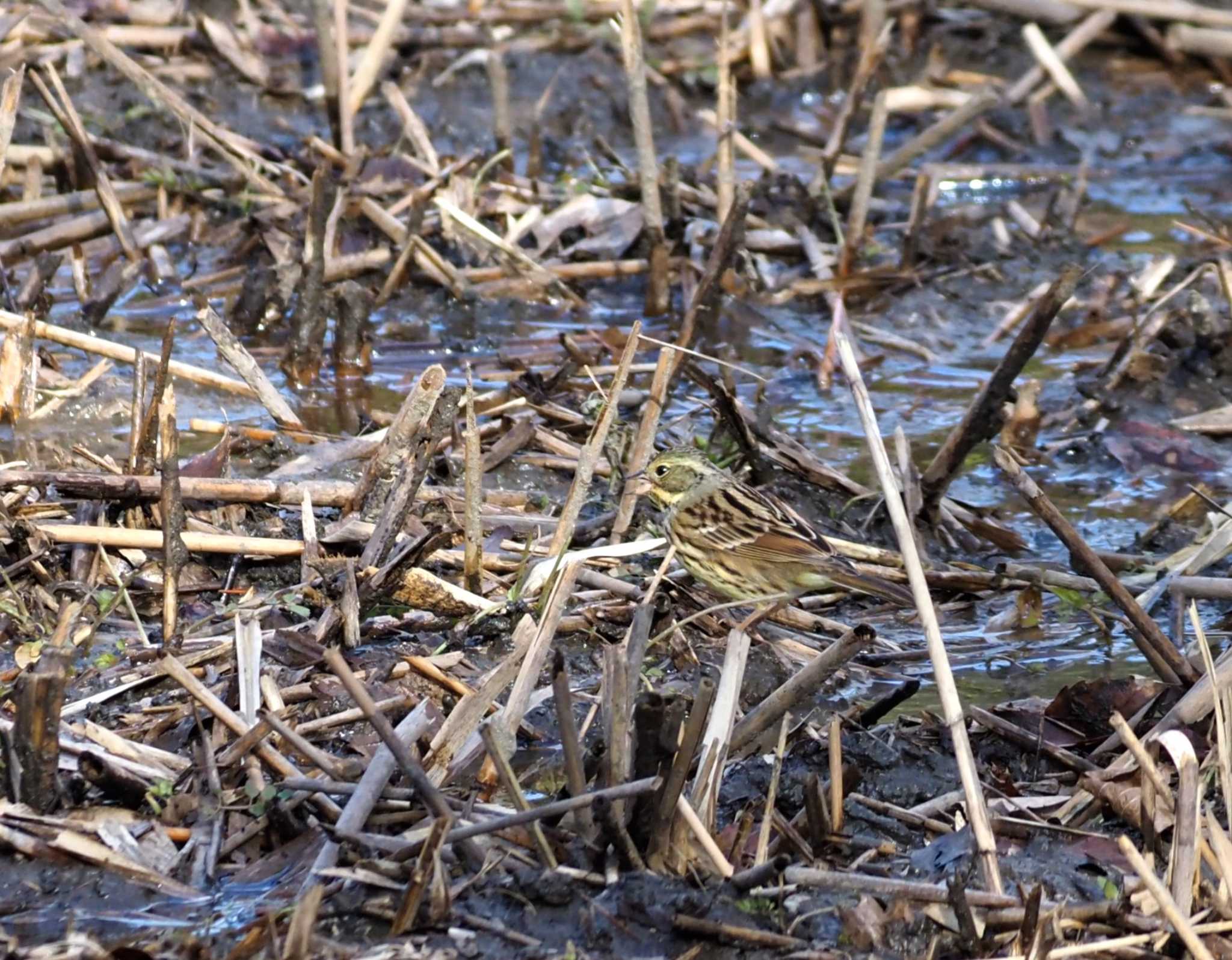 Photo of Masked Bunting at 服部緑地公園 by マル