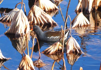 Common Moorhen 服部緑地公園 Fri, 2/2/2024