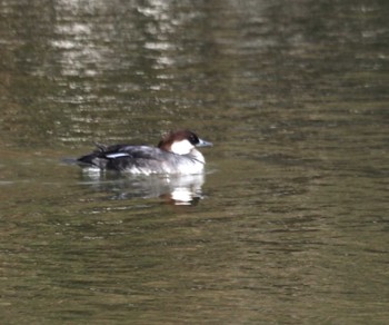 Smew 服部緑地公園 Fri, 2/2/2024