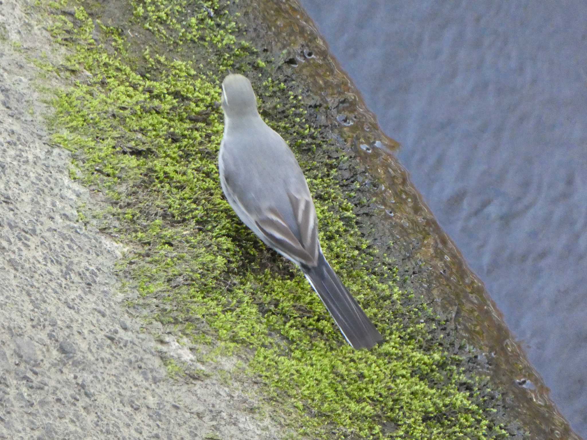 White Wagtail