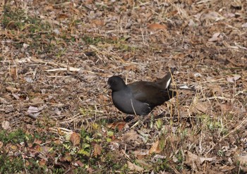 Common Moorhen 服部緑地公園 Fri, 2/2/2024