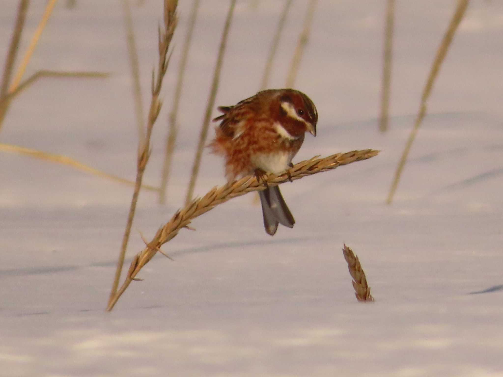 Photo of Pine Bunting at 鵡川河口 by ゆ