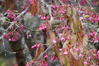 Taiwan Yuhina 阿里山国家森林遊楽区 Sun, 1/21/2024