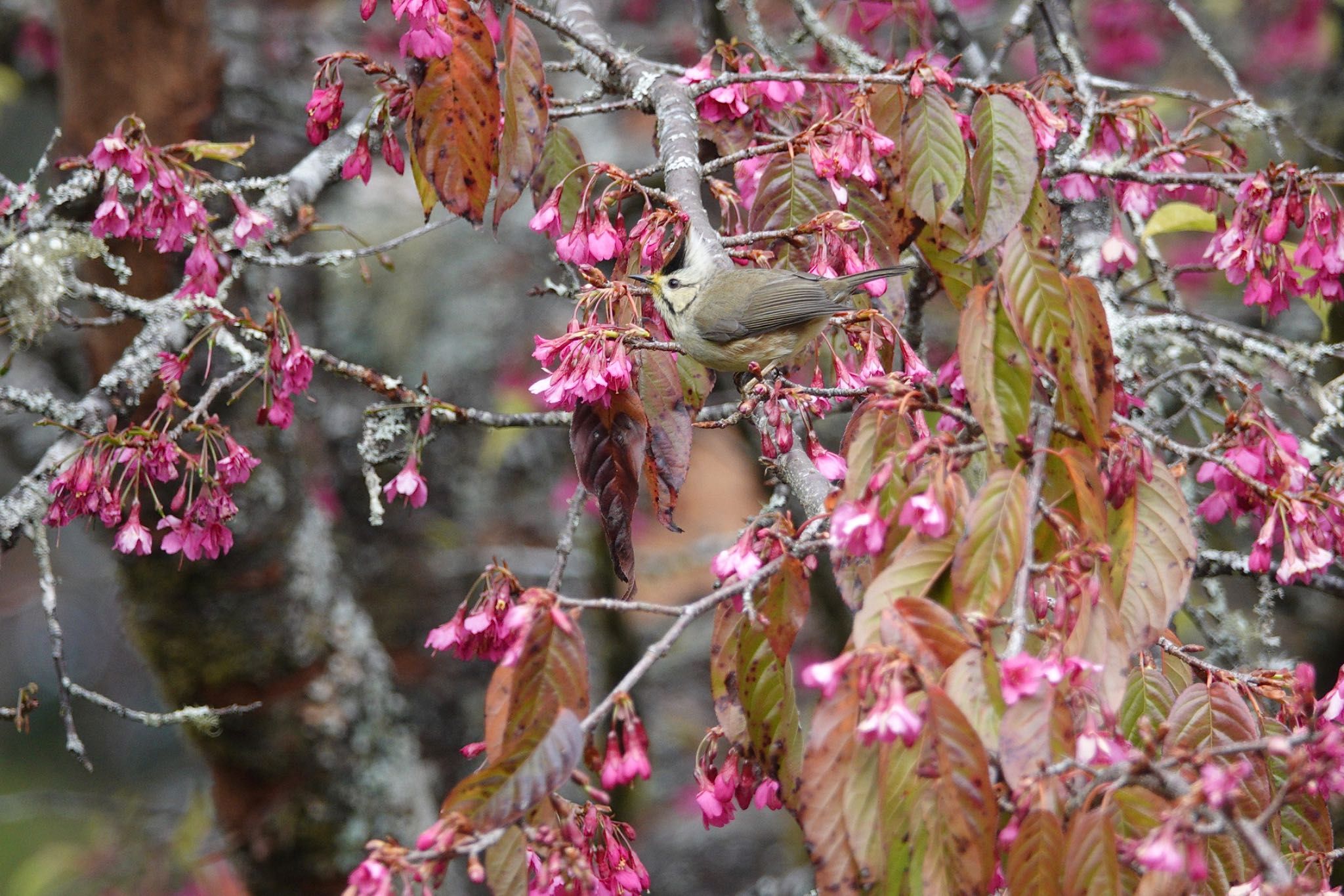 Photo of Taiwan Yuhina at 阿里山国家森林遊楽区 by のどか