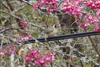 Taiwan Yuhina 阿里山国家森林遊楽区 Sun, 1/21/2024