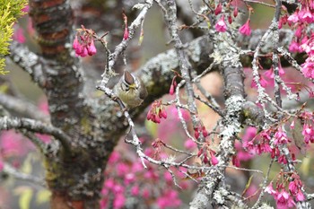 Sun, 1/21/2024 Birding report at 阿里山国家森林遊楽区