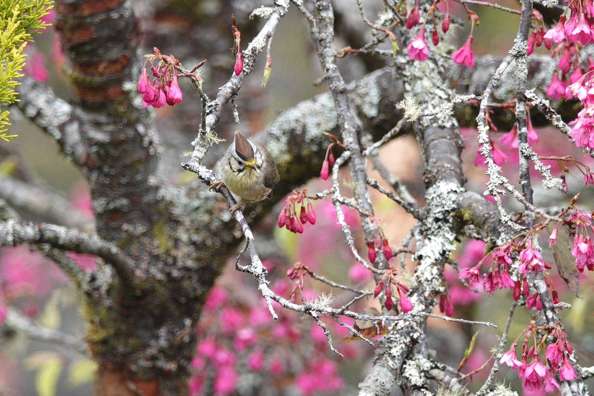 阿里山国家森林遊楽区 カンムリチメドリの写真 by のどか