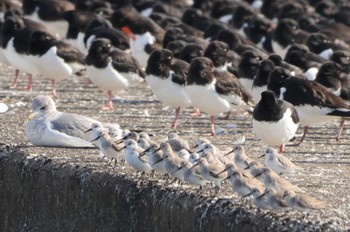 Sanderling Unknown Spots Tue, 1/23/2024