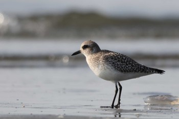 ダイゼン ふなばし三番瀬海浜公園 2024年1月23日(火)