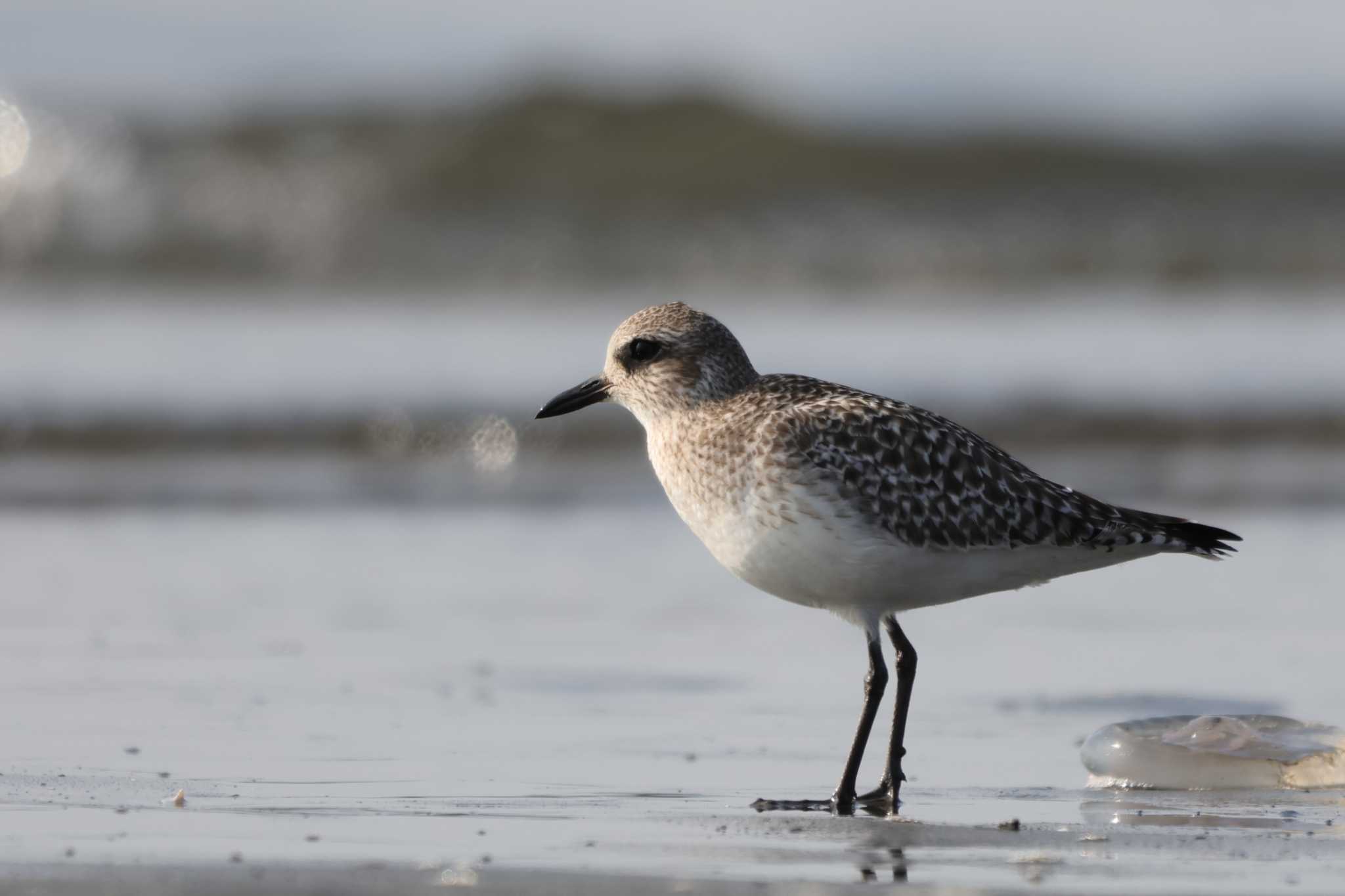 Grey Plover