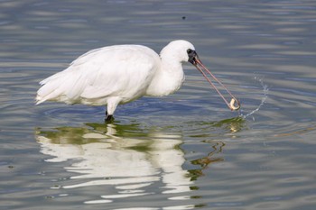 Black-faced Spoonbill 大池 Mon, 1/8/2024