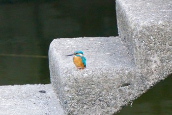 Common Kingfisher 浅井山公園 Sat, 11/4/2023