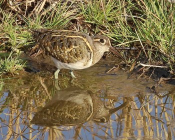 Greater Painted-snipe Unknown Spots Mon, 1/29/2024