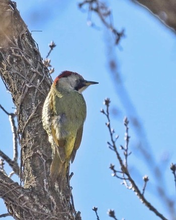 Japanese Green Woodpecker Unknown Spots Wed, 1/31/2024