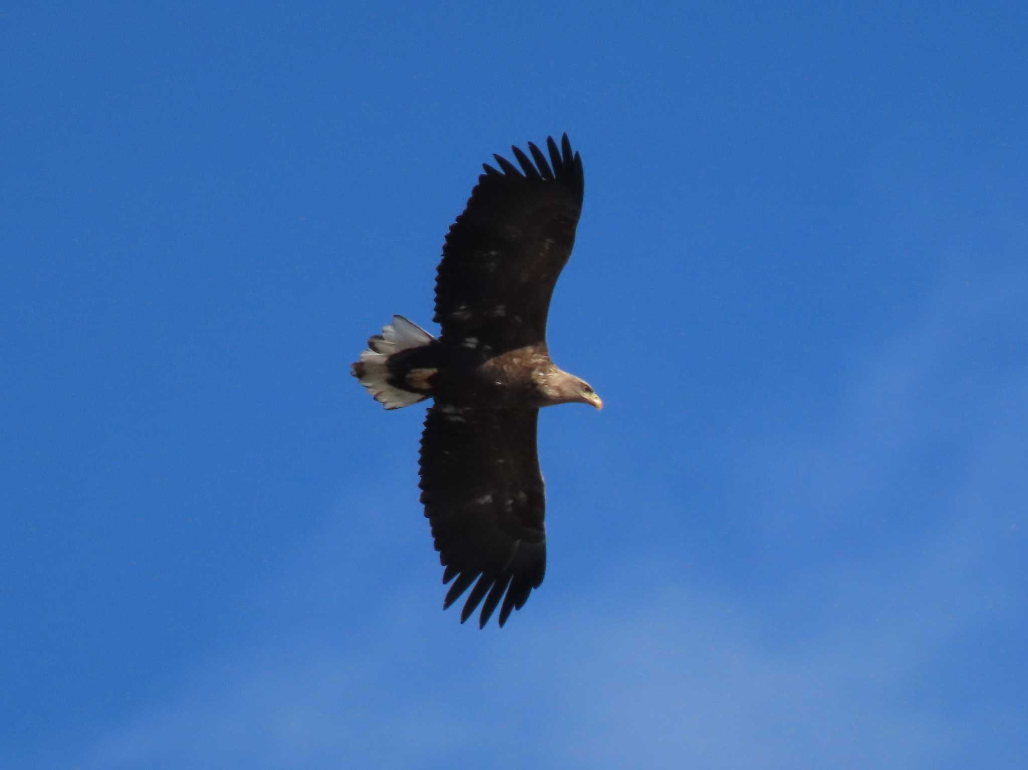 White-tailed Eagle