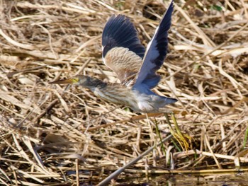 Yellow Bittern 神奈川県 Sat, 2/3/2024