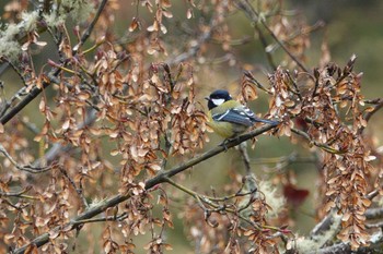 Green-backed Tit 阿里山国家森林遊楽区 Sun, 1/21/2024