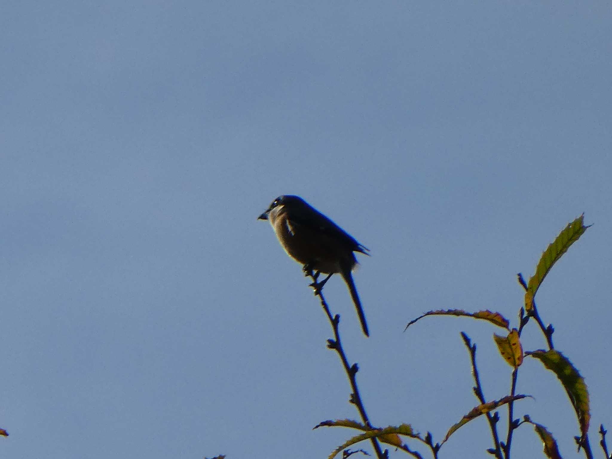 Bull-headed Shrike