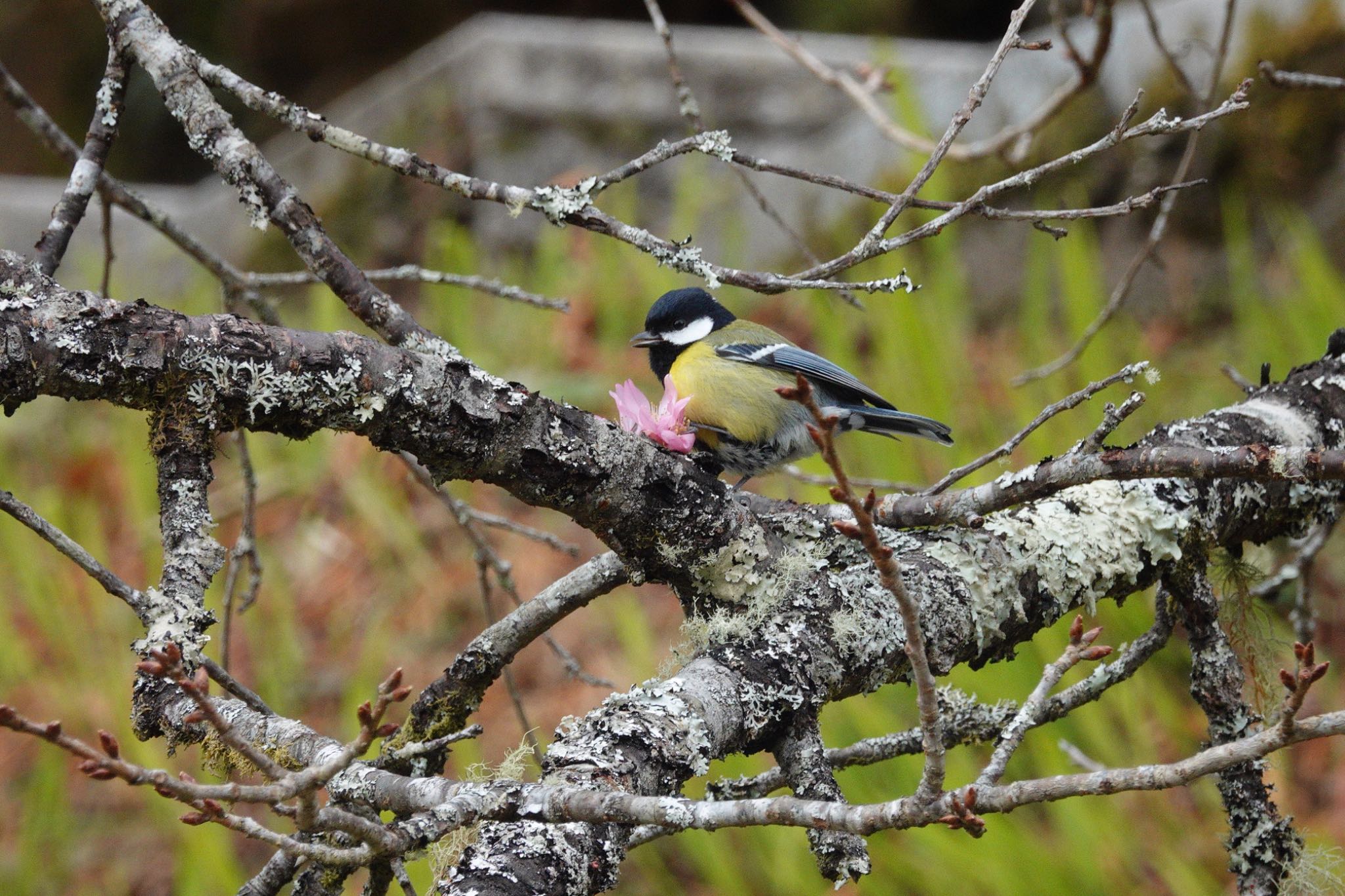 Green-backed Tit