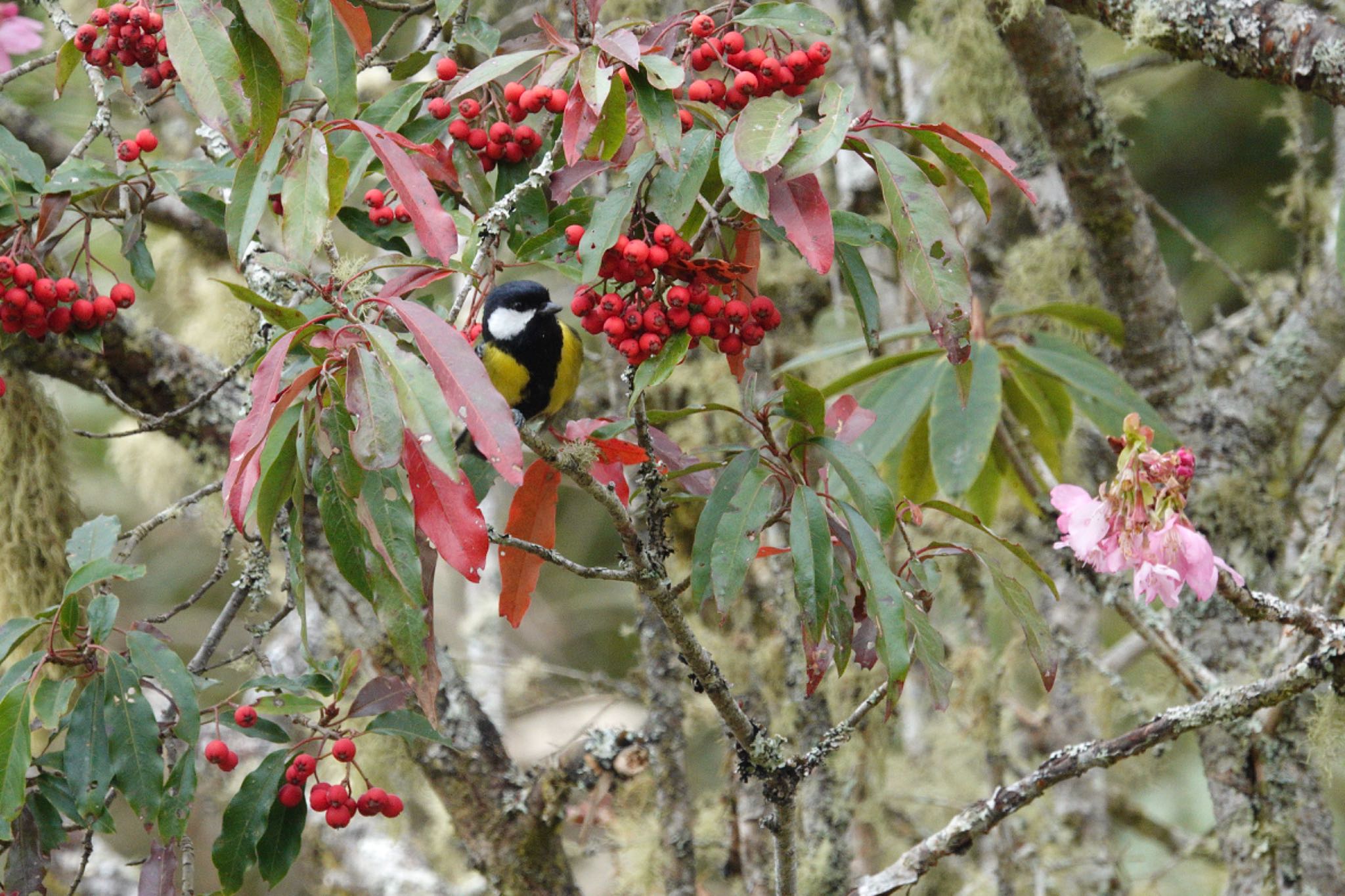 Green-backed Tit