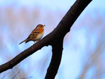 Brambling Yoyogi Park Sat, 2/3/2024