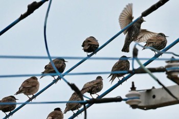 Common Starling Unknown Spots Wed, 1/24/2024