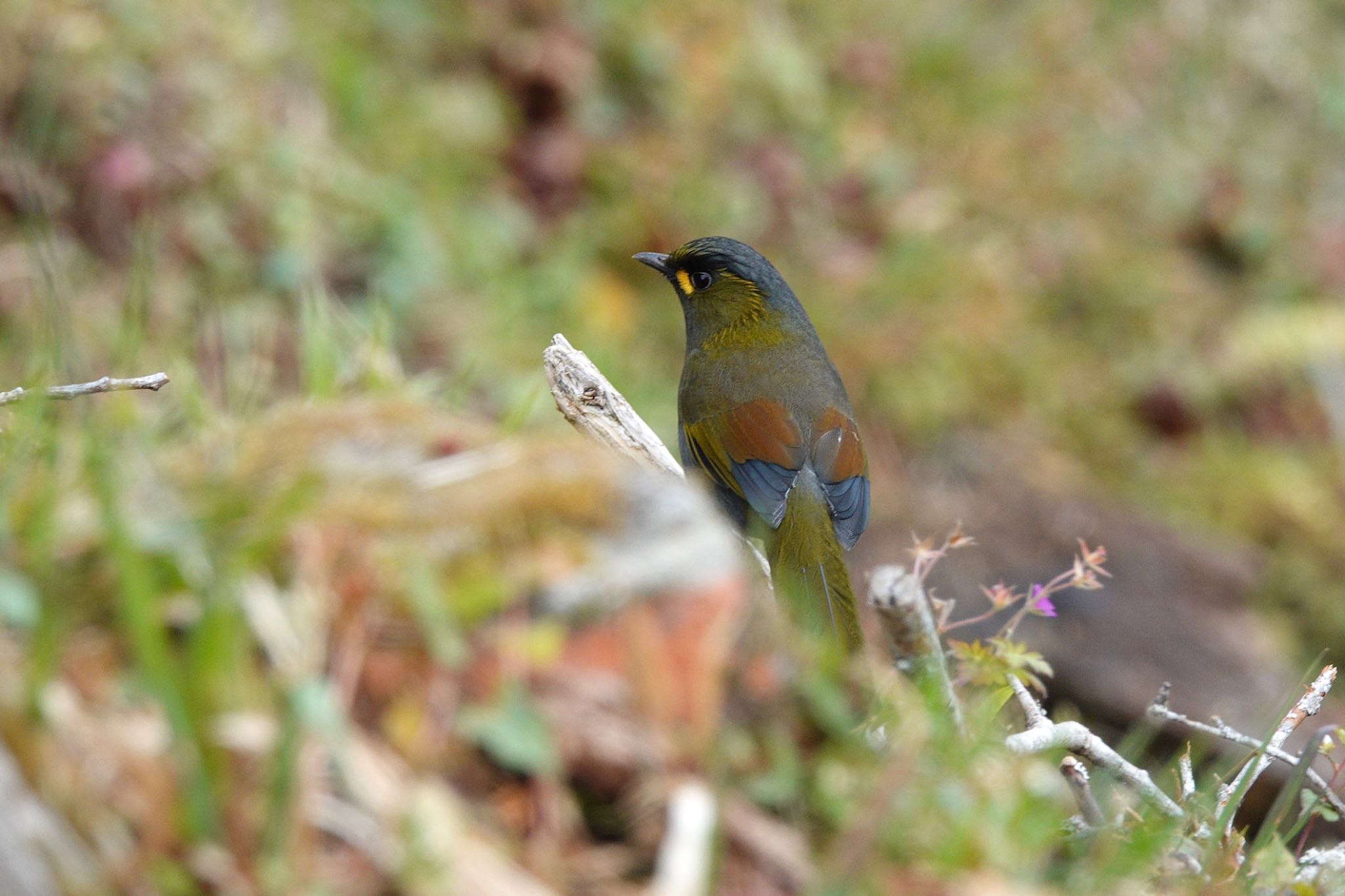 Steere's Liocichla