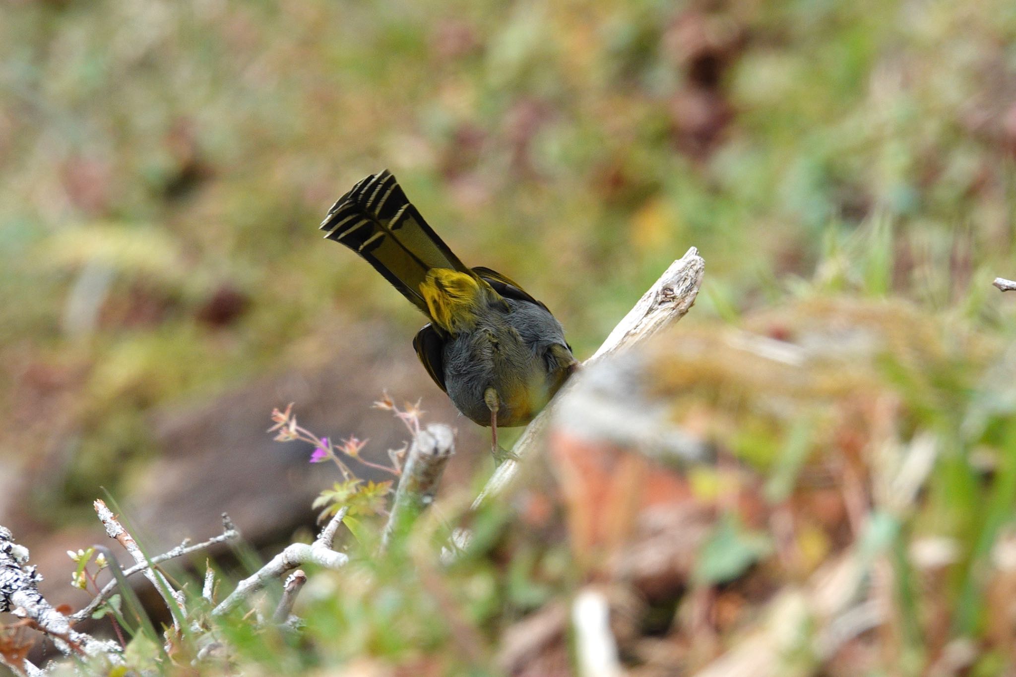 Steere's Liocichla