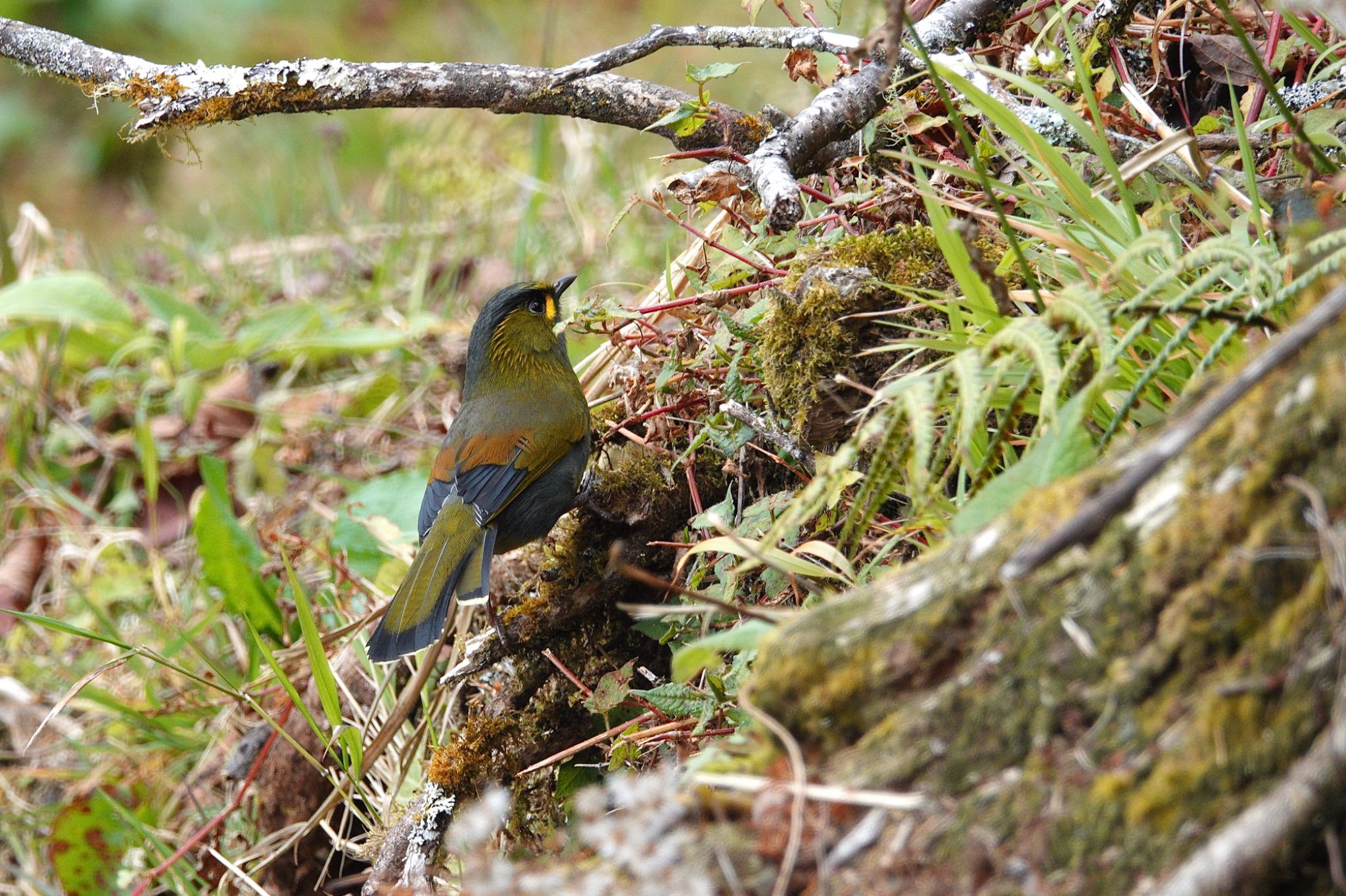 Photo of Steere's Liocichla at 阿里山国家森林遊楽区 by のどか