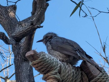 Brown-eared Bulbul 東京ディズニーランド Sat, 2/3/2024