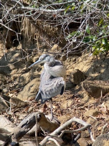 Great Blue Heron 生駒市小平尾町 Sat, 2/3/2024