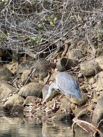 Great Blue Heron 生駒市小平尾町 Sat, 2/3/2024