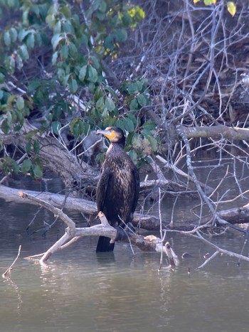 Great Cormorant 生駒市小平尾町 Sat, 2/3/2024